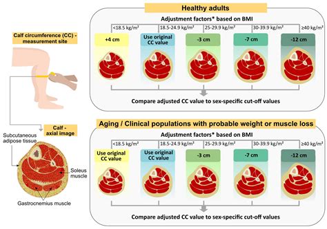 muscle test impact nutrition|advances in muscle health pdf.